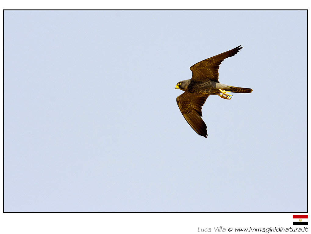 Falco unicolore - Falco concolor